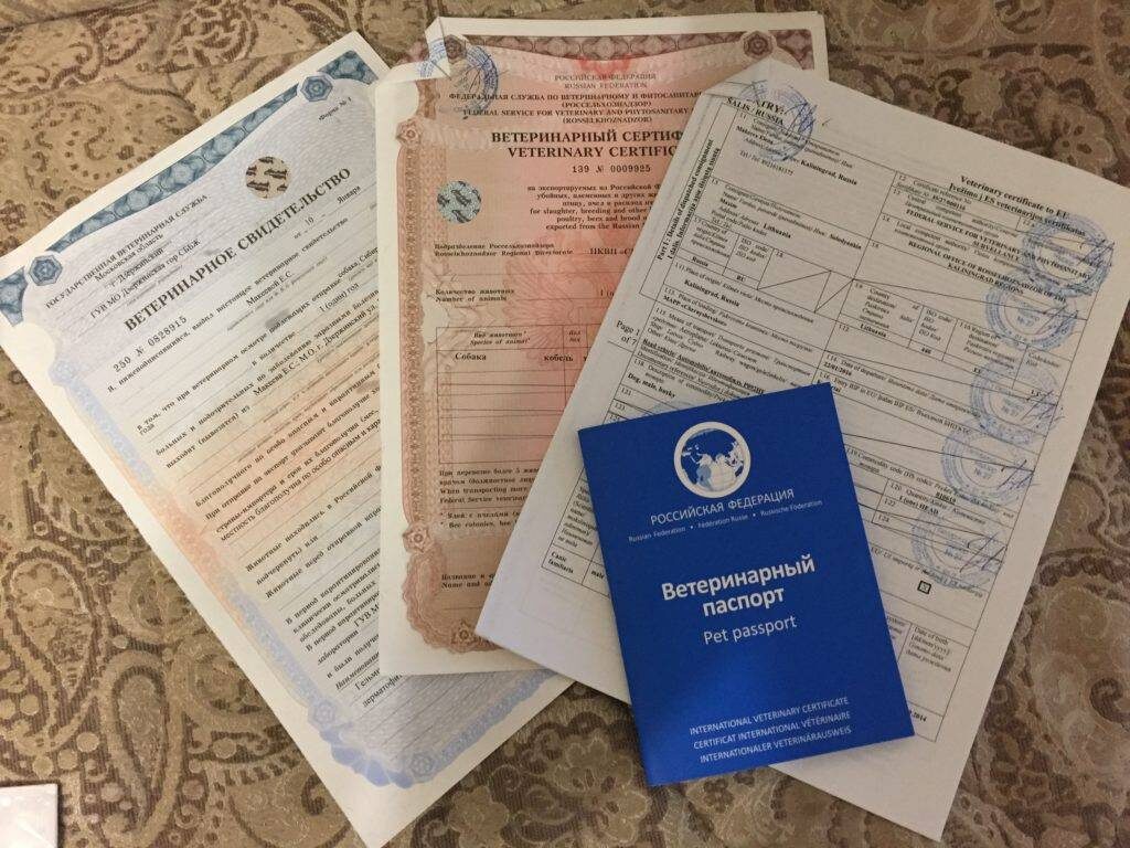 Экзотическое животное
