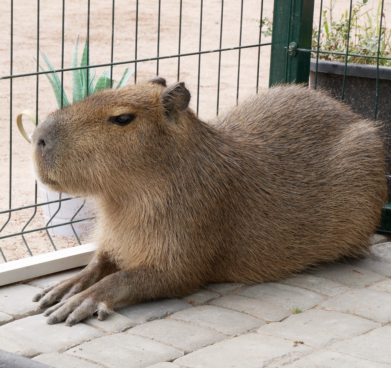 Капибара