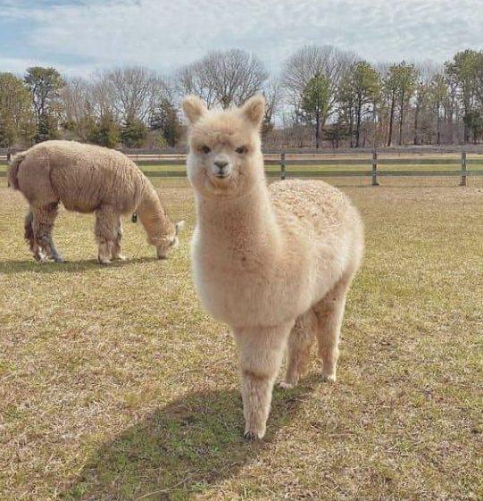 Альпака